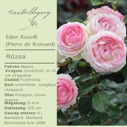 Eden Rose® (Pierre de Ronsard)- Futórózsa