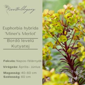   Euphorbia hybrida ‘Miner’s Merlot’ - Bordó levelű Kutyatej