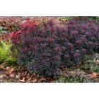 Euphorbia hybrida ‘Miner’s Merlot’ - Bordó levelű Kutyatej