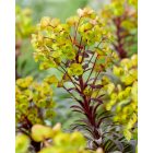 Euphorbia hybrida ‘Miner’s Merlot’ - Bordó levelű Kutyatej
