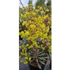 Euphorbia hybrida ‘Miner’s Merlot’ - Bordó levelű Kutyatej