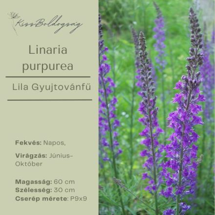 Linaria purpurea - Lila Gyújtoványfű