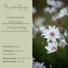 Catananche Caerulea - Zörgővirág