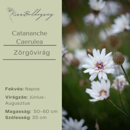 Catananche Caerulea - Zörgővirág