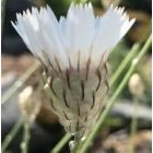 Catananche Caerulea - Zörgővirág