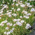 Catananche Caerulea - Zörgővirág