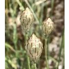 Catananche Caerulea - Zörgővirág