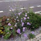 Catananche Caerulea - Zörgővirág