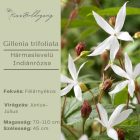 Gillenia trifoliata - Hármaslevelű Indiánrózsa