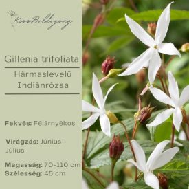 Gillenia trifoliata - Hármaslevelű Indiánrózsa