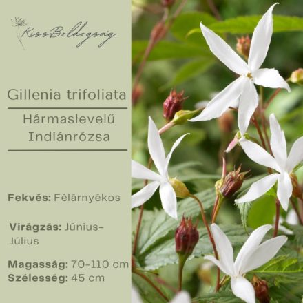 Gillenia trifoliata - Hármaslevelű Indiánrózsa