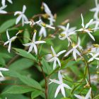Gillenia trifoliata - Hármaslevelű Indiánrózsa