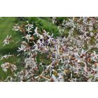 Gillenia trifoliata - Hármaslevelű Indiánrózsa