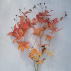 Gillenia trifoliata - Hármaslevelű Indiánrózsa
