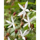 Gillenia trifoliata - Hármaslevelű Indiánrózsa