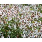 Gillenia trifoliata - Hármaslevelű Indiánrózsa