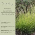 Sesleria autumnalis- Őszi nyúlfarkfű