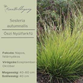 Sesleria autumnalis- Őszi nyúlfarkfű