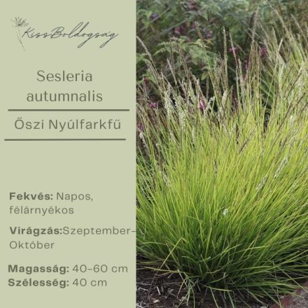 Sesleria autumnalis- Őszi nyúlfarkfű