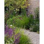 Sesleria autumnalis- Őszi nyúlfarkfű