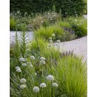 Sesleria autumnalis- Őszi nyúlfarkfű