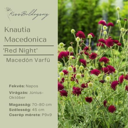  KNAUTIA macedonica Red Night - Macedón varfű