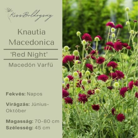  KNAUTIA macedonica Red Night - Macedón varfű