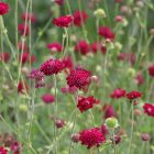  KNAUTIA macedonica Red Night - Macedón varfű