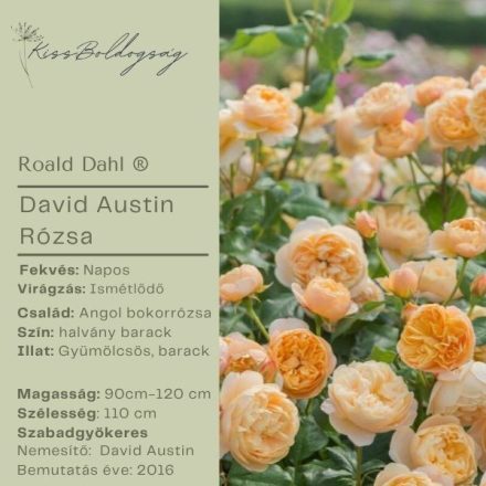 Roald Dahl-David Austin bokorrózsa