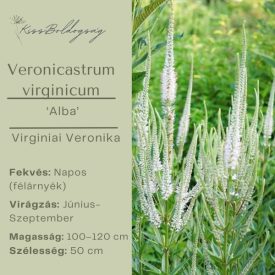 Veronicastrum virginicum ‘Alba’- Virginiai Veronika