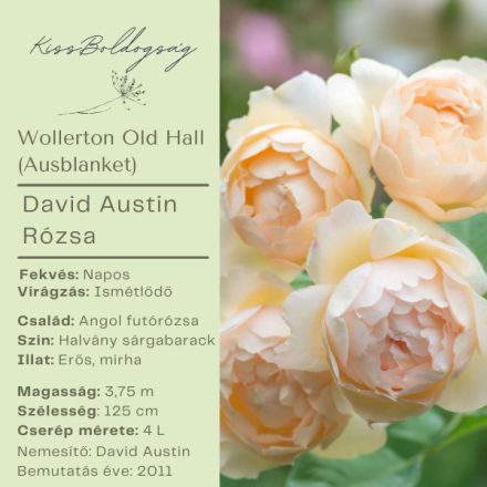 Wollerton Old Hall (Ausblanket)- Angol futó rózsa
