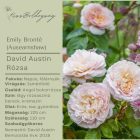 Emily Brontë  (Ausearnshaw)- David Austin Rózsa