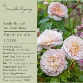 Emily Brontë  (Ausearnshaw)- David Austin Rózsa