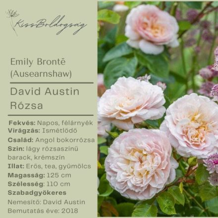 Emily Brontë  (Ausearnshaw)- David Austin Rózsa