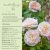 Emily Brontë (Ausearnshaw)- David Austin Rózsa