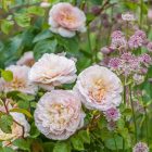 Emily Brontë  (Ausearnshaw)- David Austin Rózsa