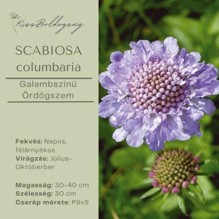 SCABIOSA columbaria- Galambszinű Ördögszem  Kék 