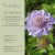 SCABIOSA columbaria- Galambszinű Ördögszem Kék