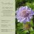 SCABIOSA columbaria- Galambszinű Ördögszem  Kék 