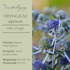 Eryngium alpinum – Kék Iringó