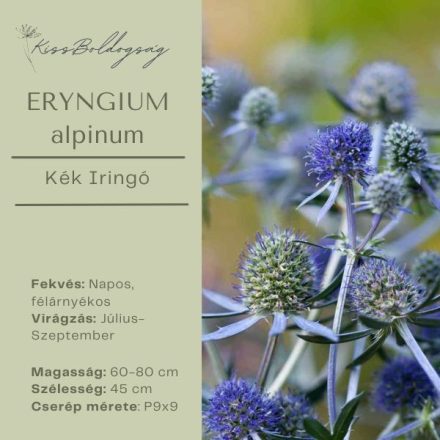 ERYNGIUM alpinum – Kék Iringó