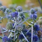 Eryngium alpinum – Kék Iringó