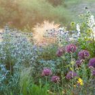 Eryngium alpinum – Kék Iringó