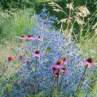 Eryngium alpinum – Kék Iringó