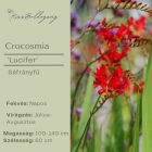 Crocosmia ‘Lucifer’ - Sáfrányfű Lucifer