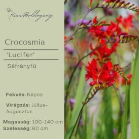 Crocosmia ‘Lucifer’ - Sáfrányfű Lucifer