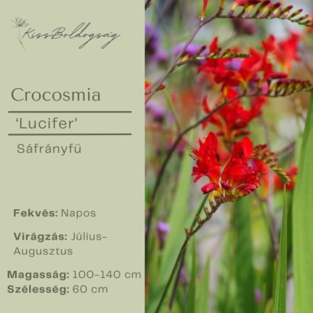 Crocosmia ‘Lucifer’ - Sáfrányfű Lucifer
