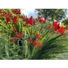 Crocosmia ‘Lucifer’ - Sáfrányfű Lucifer