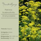 Patrinia Scabiosifolia - Aranycsipke