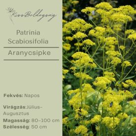 Patrinia Scabiosifolia - Aranycsipke
